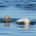 Beluga baby !!